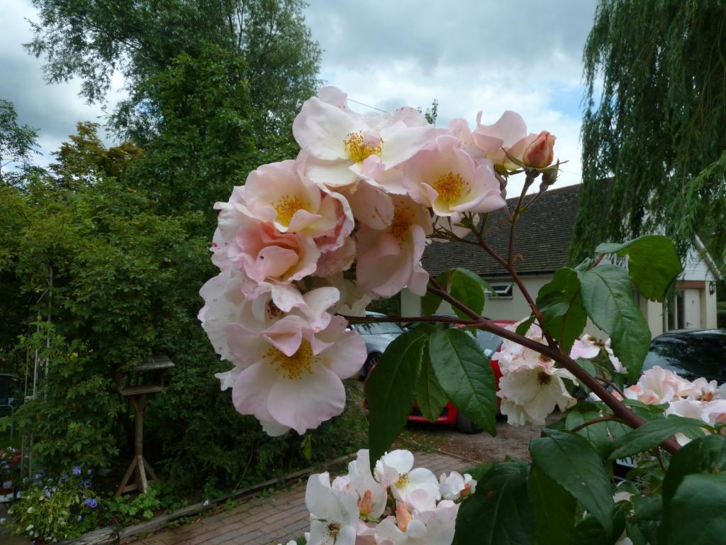 The Willows Guest House Takeley Rom bilde